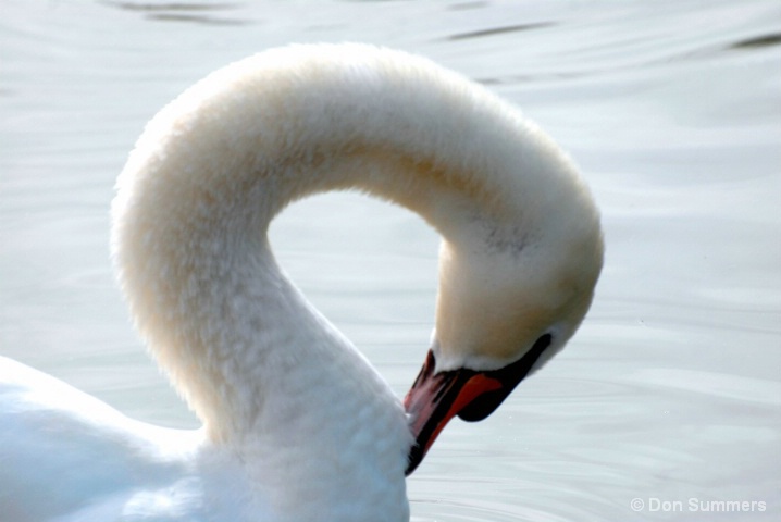 Swan, Palm Desert, CA 2008