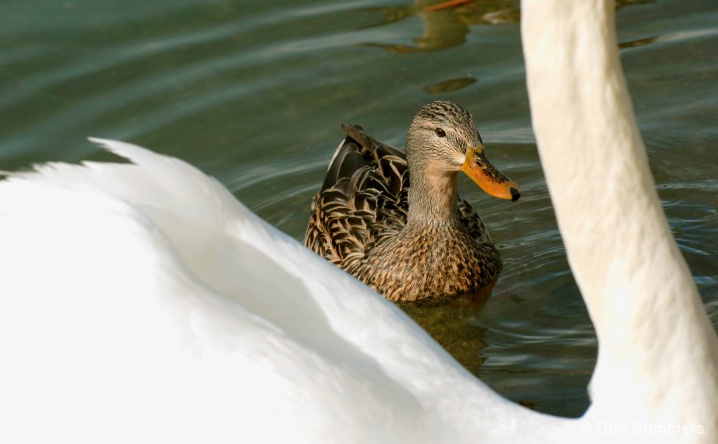 Duck With Swan, Palm Desert, CA 2008