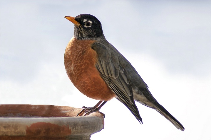  First Robin