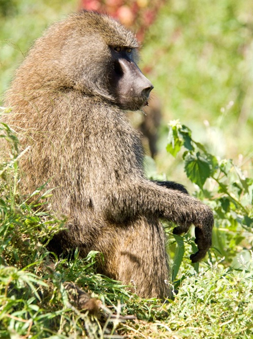 Savanna Baboon