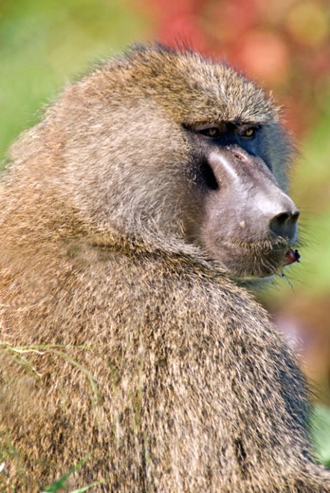 Baboon