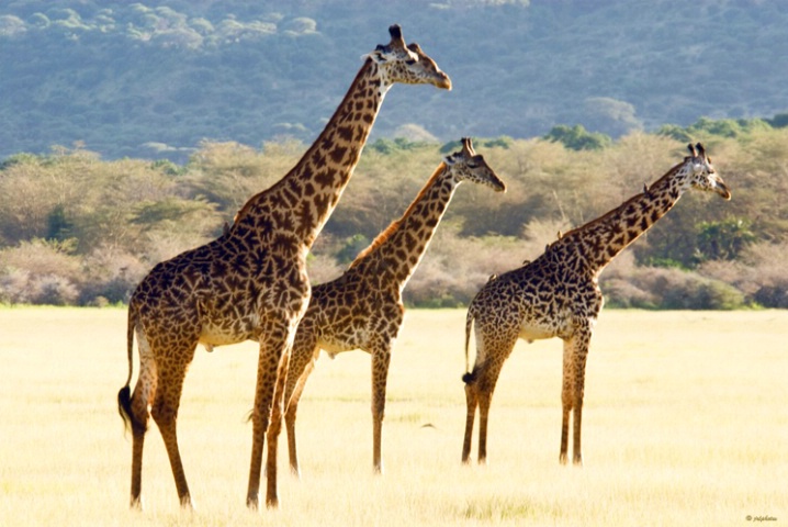 Giraffes, Masai race