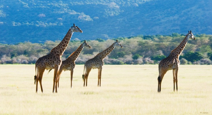 Masia Giraffes