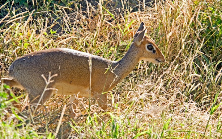 Guenther's Dik-Dik