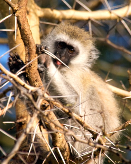 Feeding Vervet Monkey