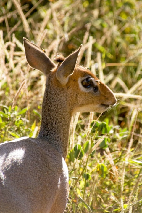 Dik-Dik
