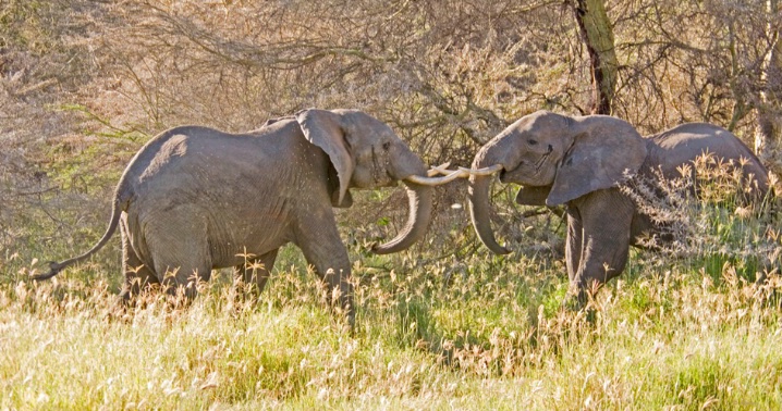 The African Elephant tussel