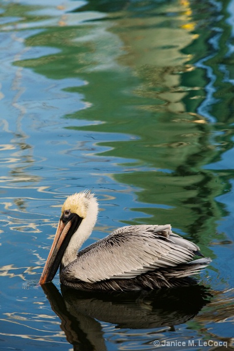 pelican_color_1