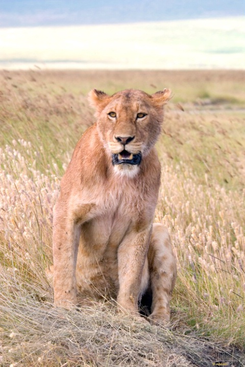 Lioness