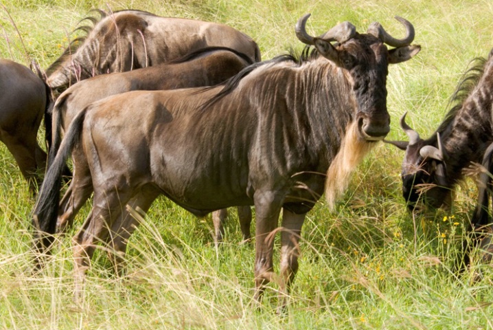 Wildebeest