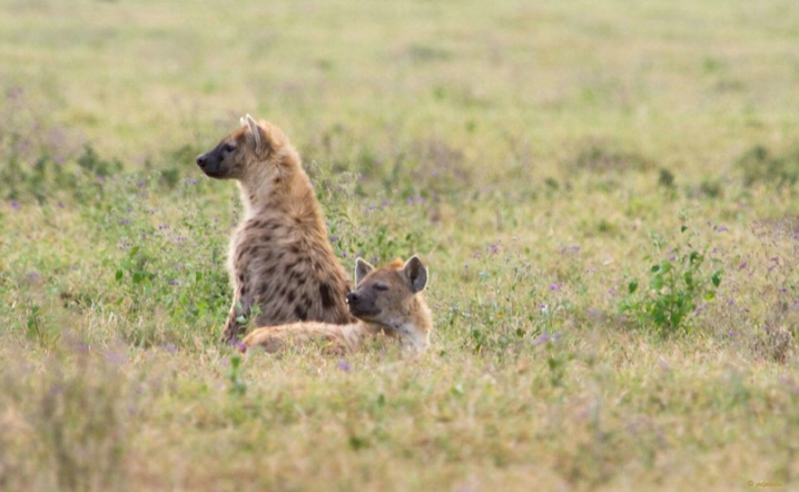 Hyenas