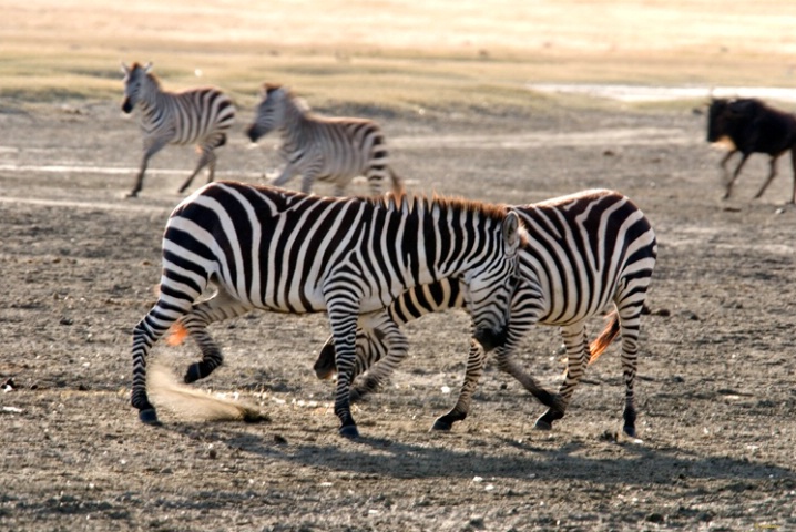 Zebra Dance