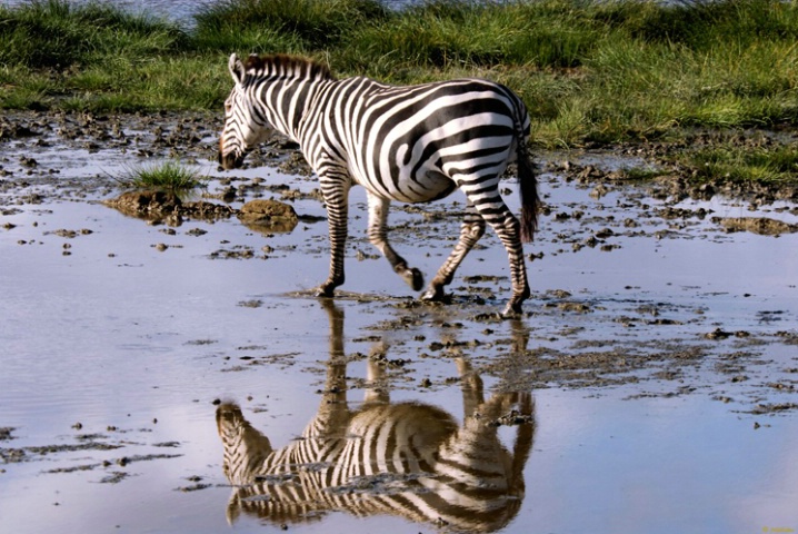 Getting a drink