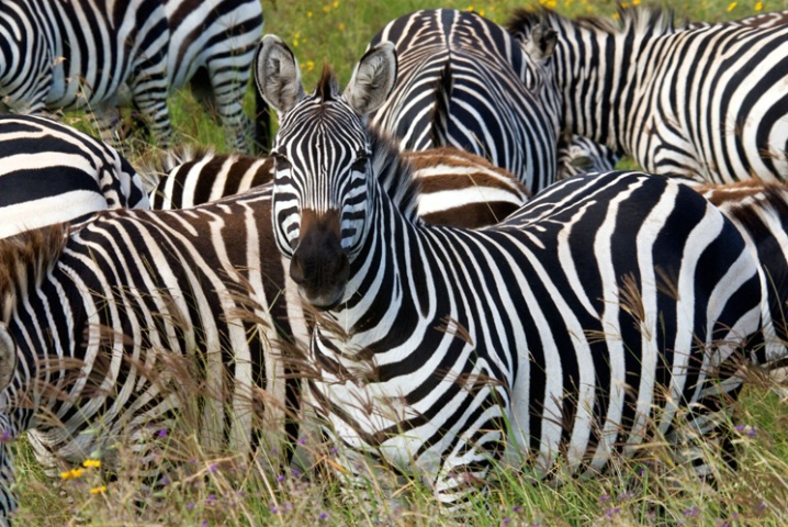 Curious Zebra