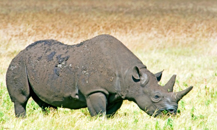 Black Rhino