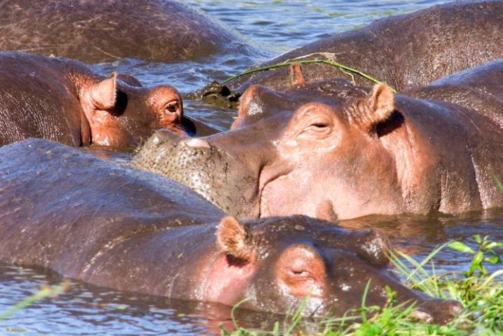 Crowded Hippo pool
