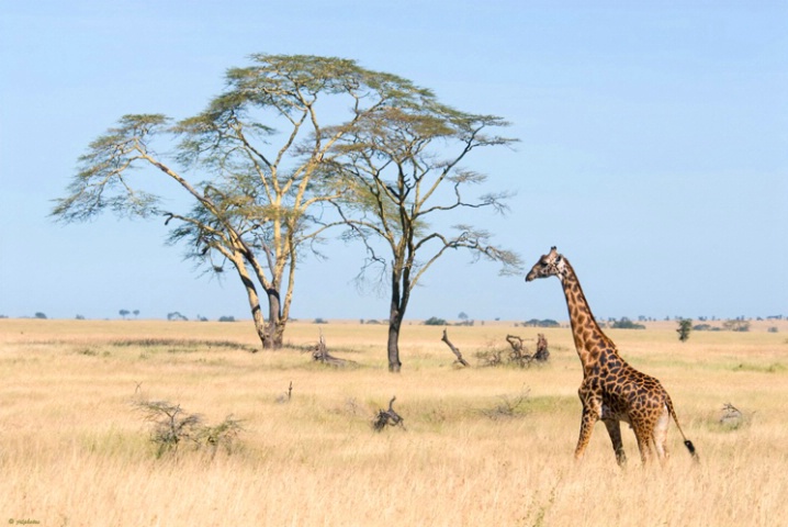 Across the Serengeti