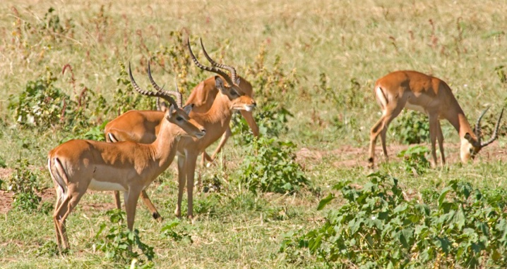 Impalas