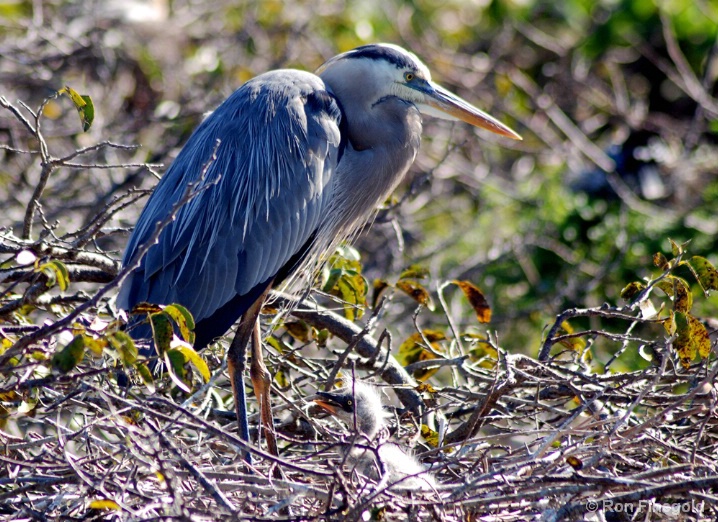 First of 2008..Great Blue Heron chick