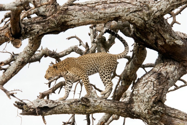 Exploring Leopard