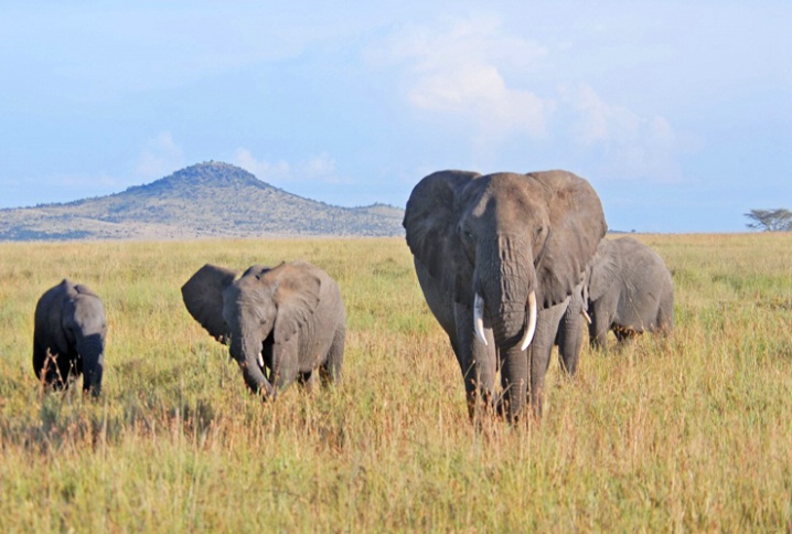 African Elephant on Serengeti