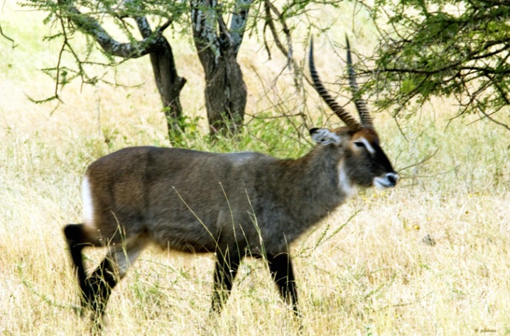 Waterbuck