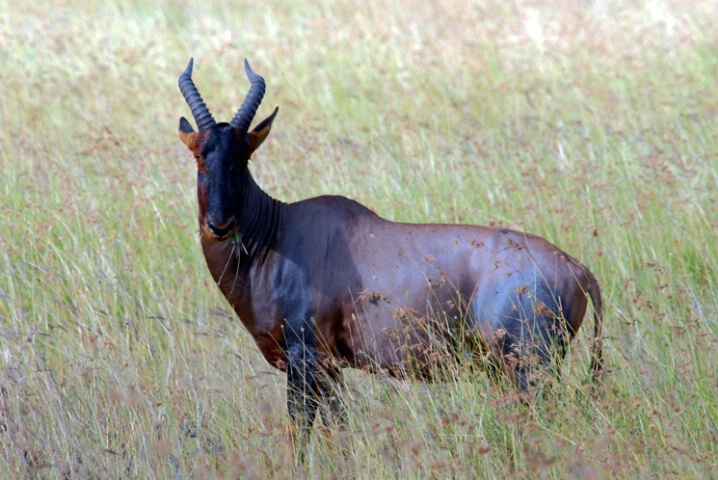 Topi