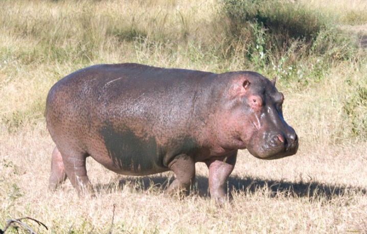 Unhappy Hippo