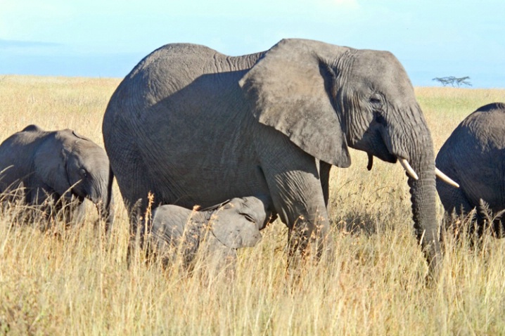 Grazing on the Serengeti