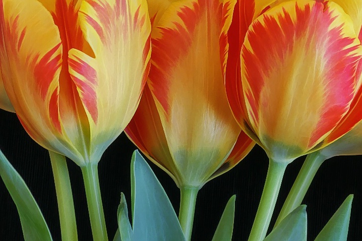 Tulips