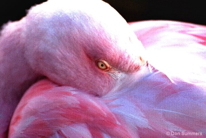 Flamingo, Palm Desert, CA 2008