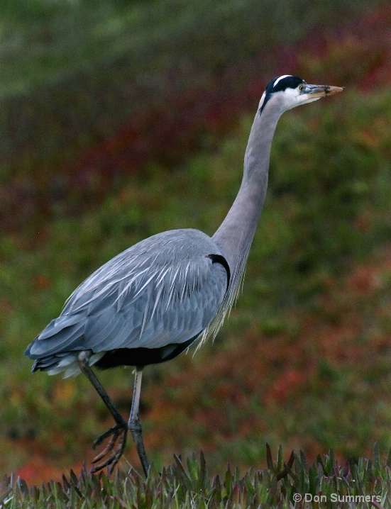 Great Blue Heron, San Francisco, CA 2008