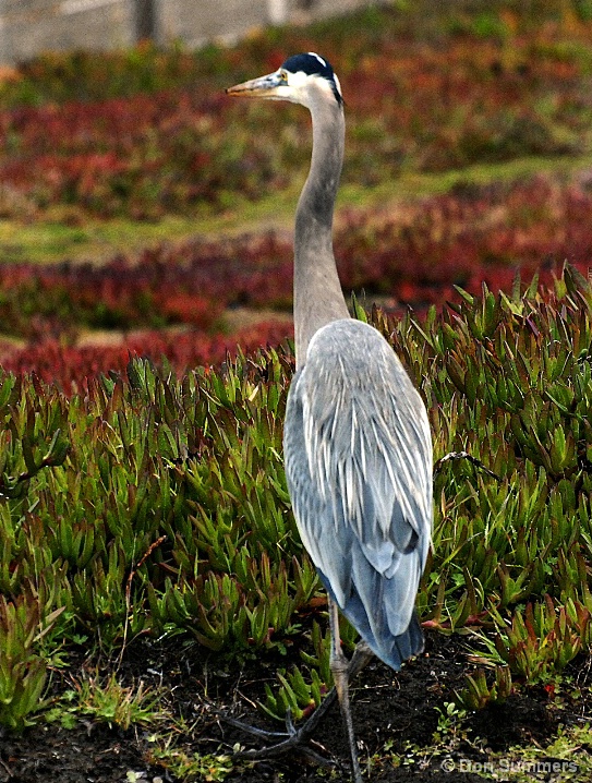 Great Blue Heron, San Francisco, CA 2008