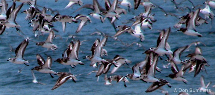 Sandpipers, Ocean City, NJ 2007