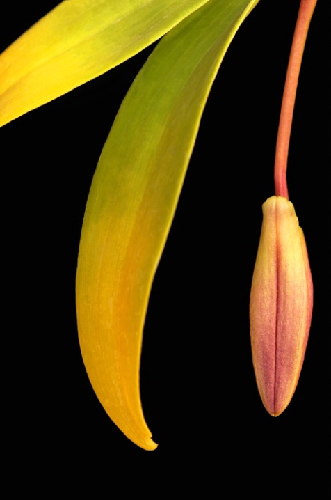 Orchid Bud Drop