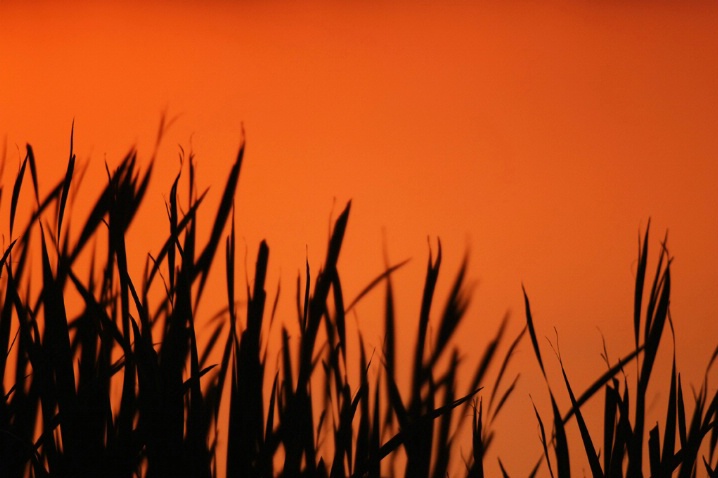 Marsh Sundown