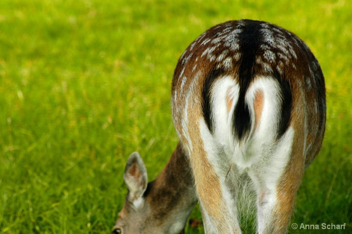 Charming back side