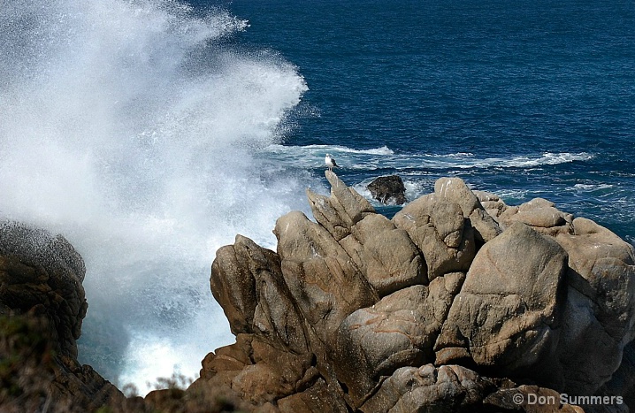 Pt. Lobos, CA 2008