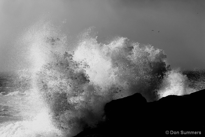 Pt. Lobos, CA 2008