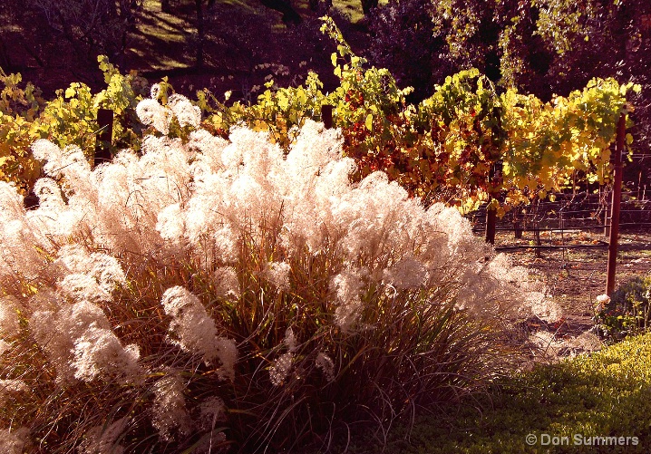 Fall Colors, St. Helena, CA 2007