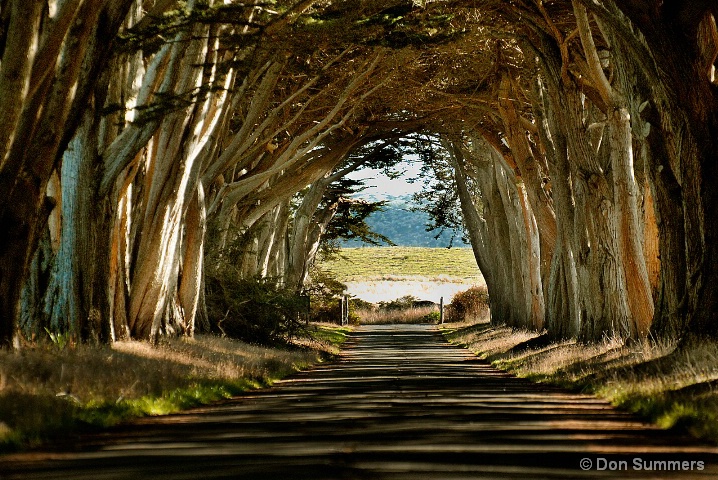 Cypress Tree Lane, West Marin, CA 2007