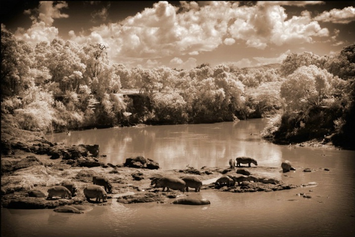 Masai Mara Kenya - Hippo Pool