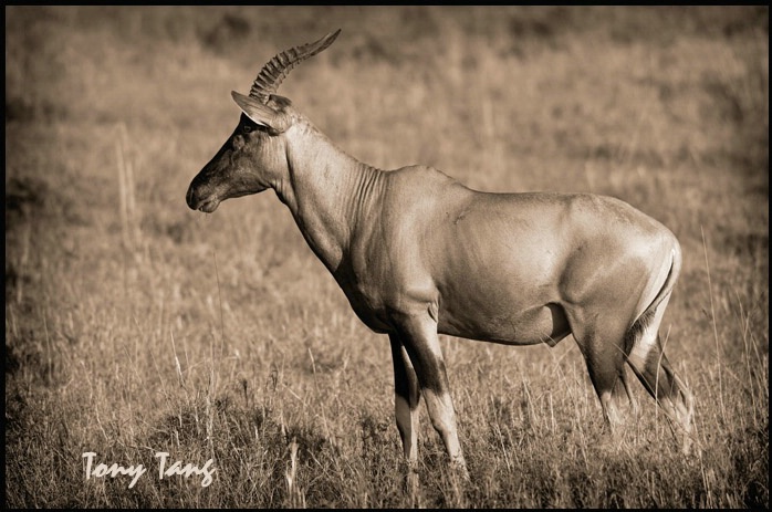 Masai Mara Kenya - Topi
