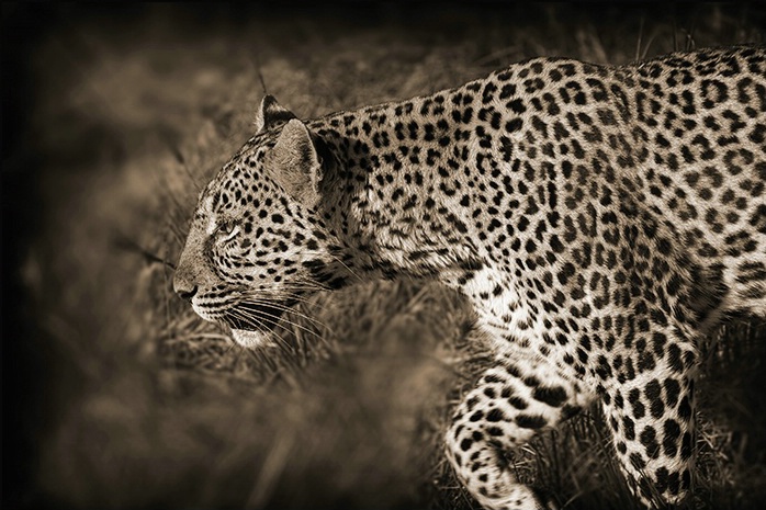 Masai Mara Kenya - Leopard profile