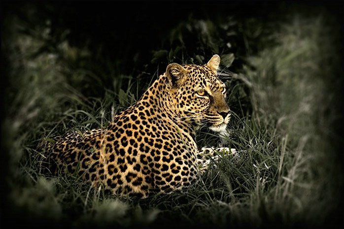 Masai Mara Kenya - Leopard