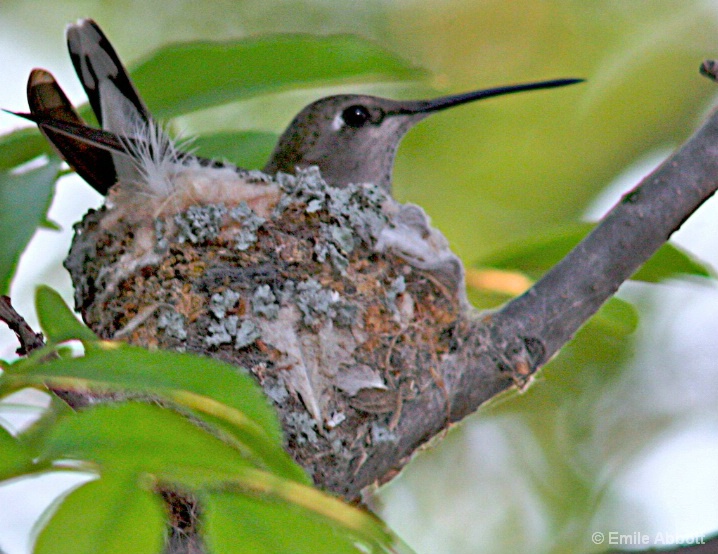 Tending her eggs