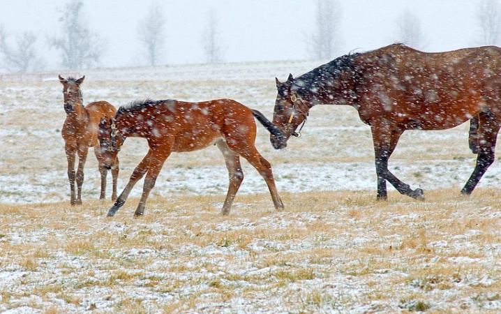 Playing in the Kentucky Snow