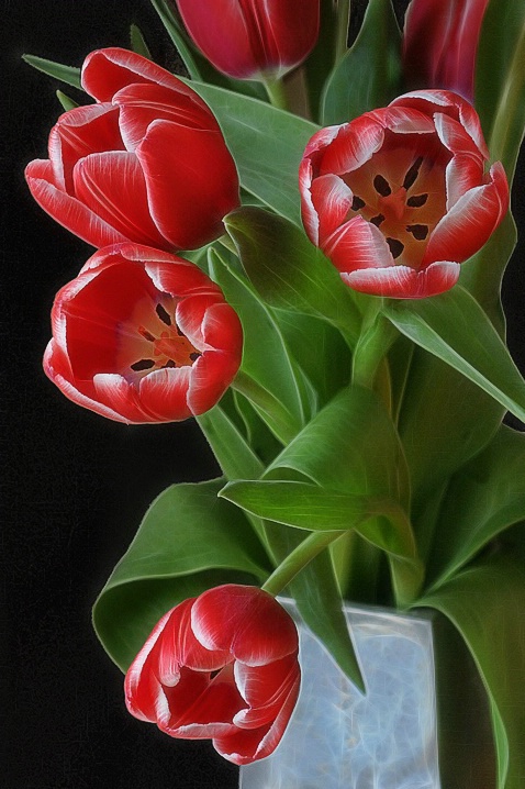 Tulips