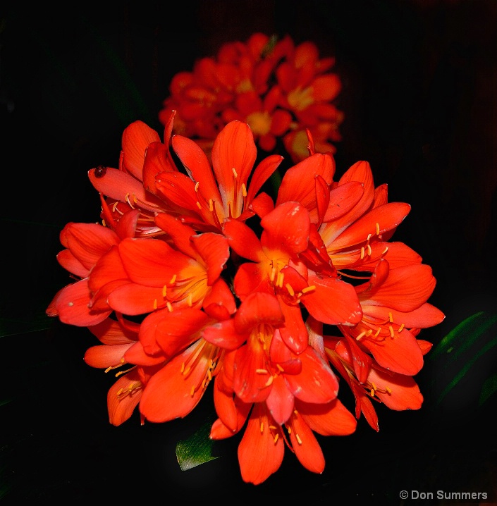 Clivia, Tiburon, CA 2006