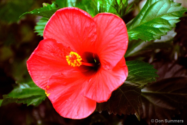 Hibiscus, Butare, Rwanda 2007